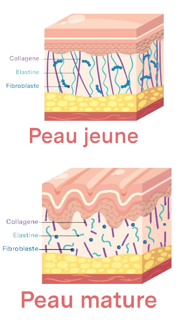 évolution du collagène végétal dans la peau